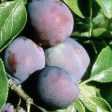 5038838001024 1 Plum MarjorieS Seedl Bush St Jul A12L.jpg